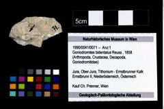 Foto (Objekt + Etikett) von Goniodromites bidentatus (Reuss, 1858)  (NHMW-GEO-1990-0041-0071)